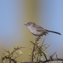 Black-tailed Gnatcatcher-01