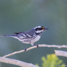 Black-throated Gray Warbler-01