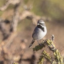 Black-throated Sparrow-01