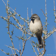 Black-throated Sparrow-04
