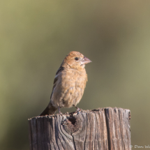 Blue Grosbeak-02