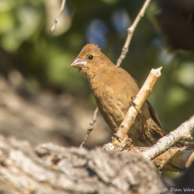 Blue Grosbeak-04