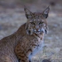 Bobcat-02
