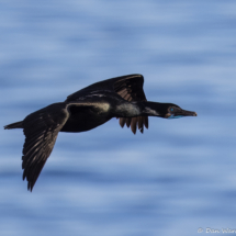 Brandt's Cormorant-02
