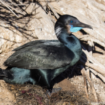 Brandt's Cormorant-07