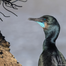 Brandt's Cormorant-10