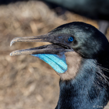 Brandt's Cormorant-12