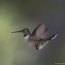 Broad-tailed Hummingbird-01