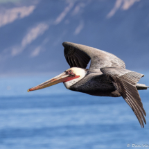 Brown Pelican-01