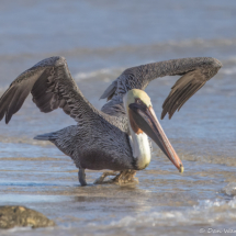 Brown Pelican-02