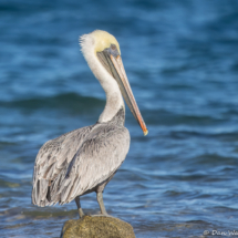 Brown Pelican-03