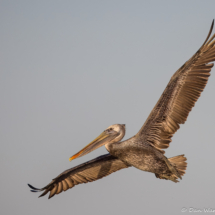 Brown Pelican-10