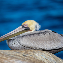 Brown Pelican-14