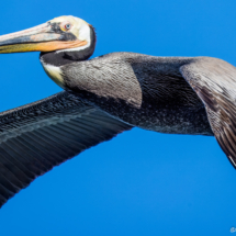 Brown Pelican-25