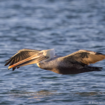 Brown Pelican-33