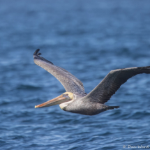 Brown Pelican-47