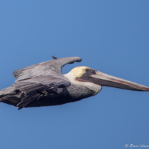 Brown Pelican in Flight-16