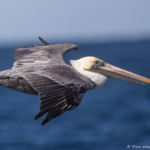 Brown Pelican in Flight-20
