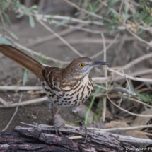Brown Thrasher-07