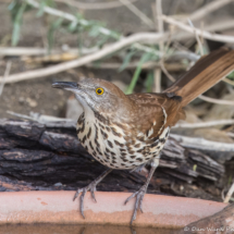 Brown Thrasher-09