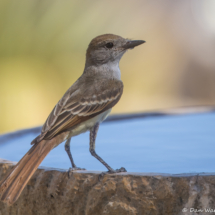 Brown-crested Flycatcher-01