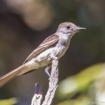 Brown-crested Flycatcher-02
