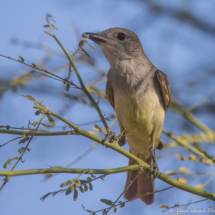 Brown-crested Flycatcher-03