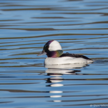 Bufflehead-01