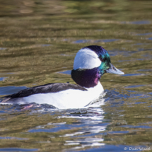 Bufflehead-03