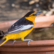 Bullock's Oriole-Male-09