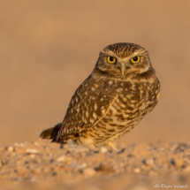 Burrowing Owl-01