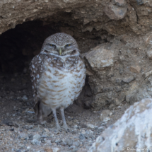 Burrowing Owl-01