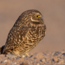 Burrowing Owl-02