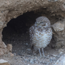 Burrowing Owl-02