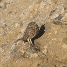 Burrowing Owl-03