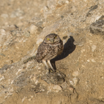 Burrowing Owl-06