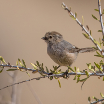 Bushtit-03