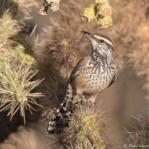 Cactus Wren-01