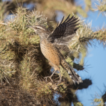 Cactus Wren-04