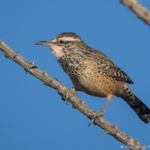 Cactus Wren-06