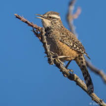Cactus Wren-08