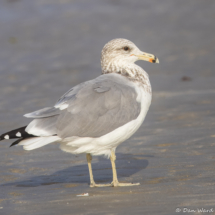 California Gull-02