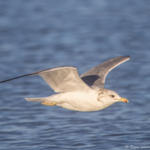 California Gull-13