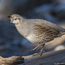 California Quail-Female-02