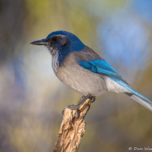 California Scrub Jay-16