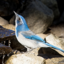 California Scrub Jay-35