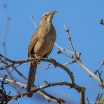 California Thrasher-27