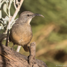 California Thrasher-38