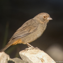 California Towhee-03