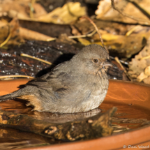 California Towhee-04